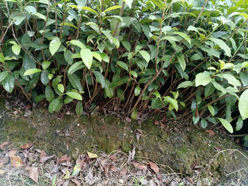 3年以上带土绿化茶苗