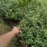 3年以上带土绿化茶苗