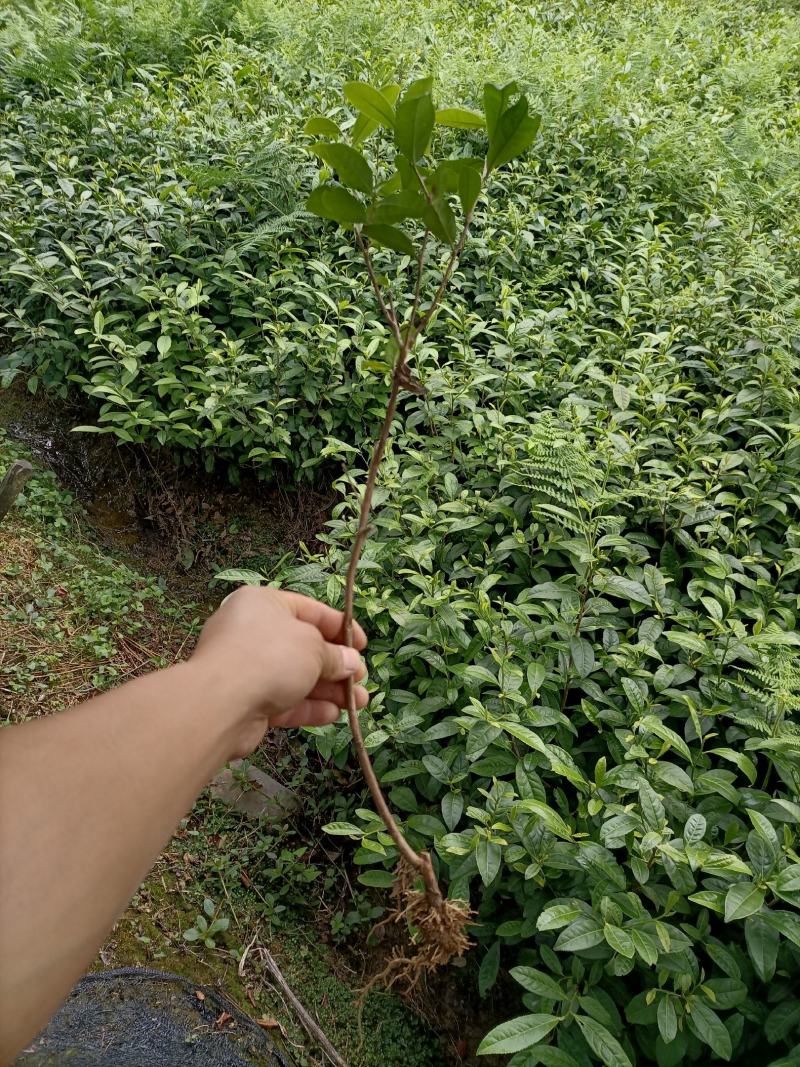 3年以上带土绿化茶苗