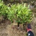 3年以上带土绿化茶苗