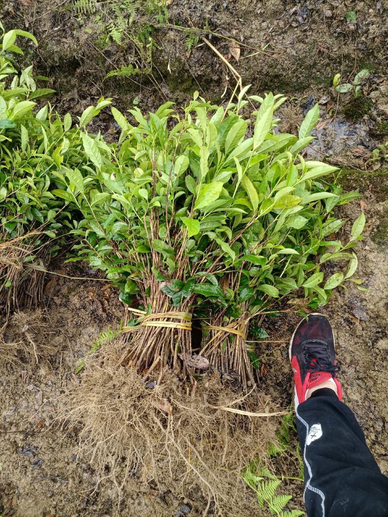 3年以上带土绿化茶苗