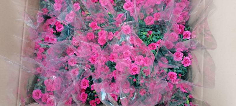 盆栽康乃馨，进口奥斯卡，花朵紧凑，花期长是赠送亲友的必备