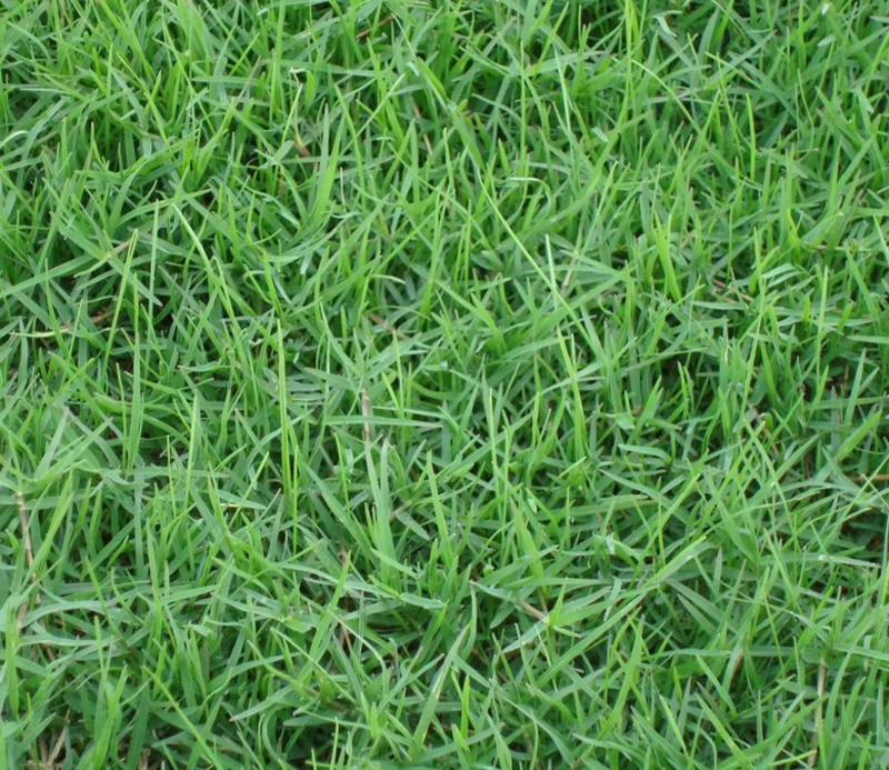 草坪种子狗牙根进口四季青护坡草百慕大草种籽绿化草皮种子