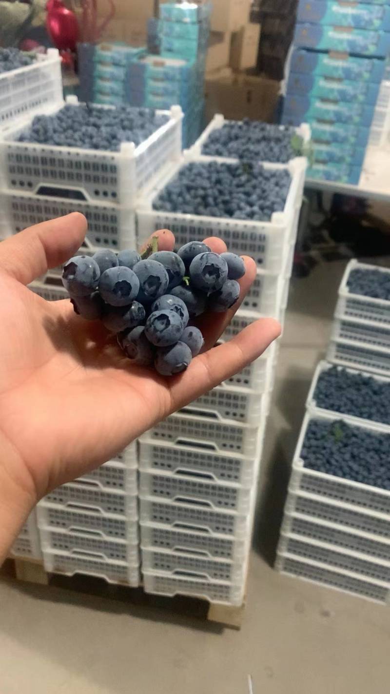 团购款蓝莓串果，每天新鲜采摘，分拣包装，冷库储存确保新鲜