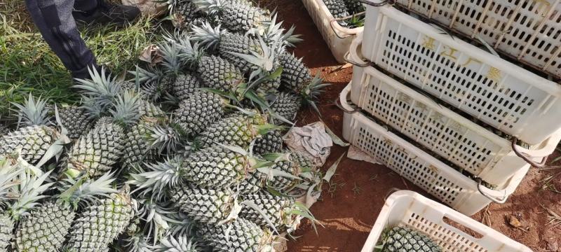 台农16号凤梨甜蜜蜜