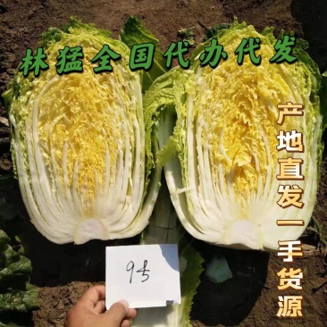 凌海精品黄心大白菜货源充足产地直销