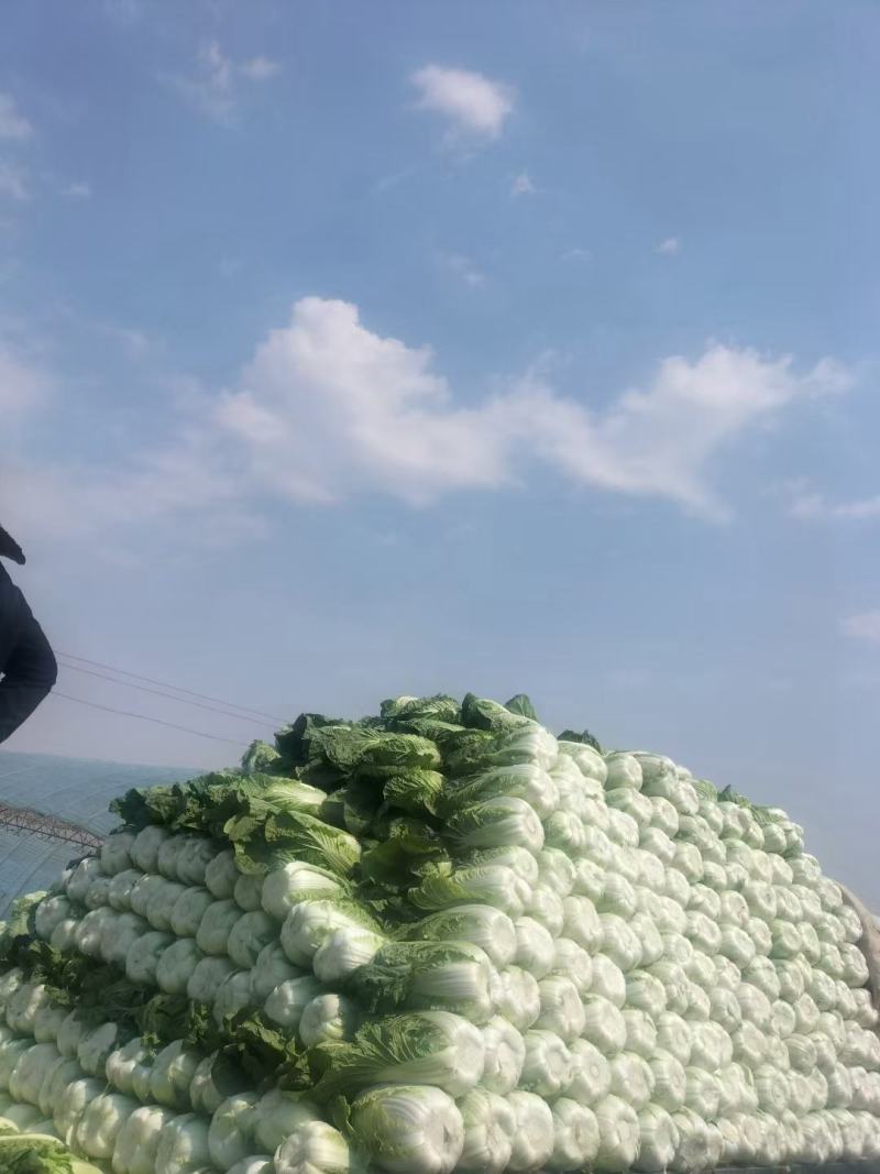 凌海精品黄心大白菜货源充足产地直销