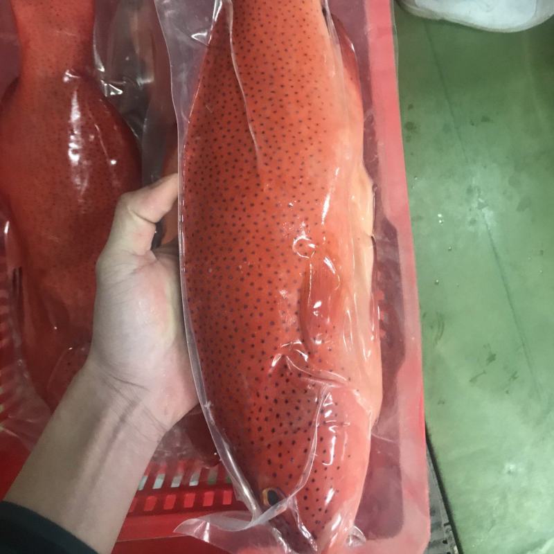 东星斑西沙海捕东星斑活鱼极冻东星斑全规格东星斑批发
