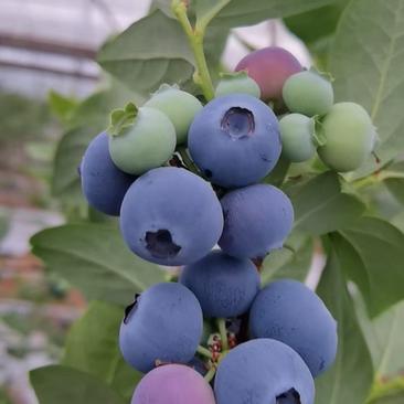 精品蓝莓大量上市。全国代发。代收各种规格包装