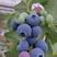 精品蓝莓大量上市。全国代发。代收各种规格包装