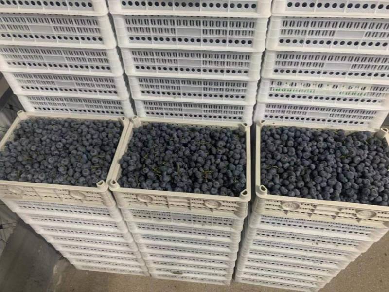 团购款蓝莓串果，每天新鲜采摘，分拣包装，冷库储存确保新鲜