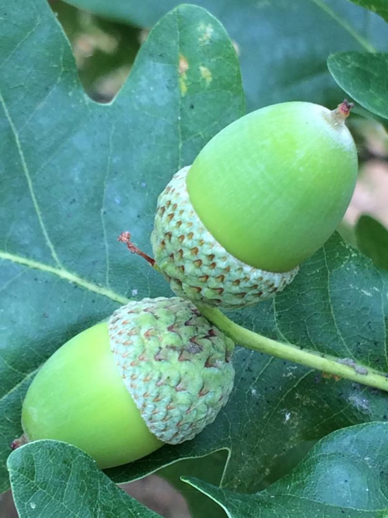 红橡树种子象树种子栎树种子柞树种子娜塔栎种子