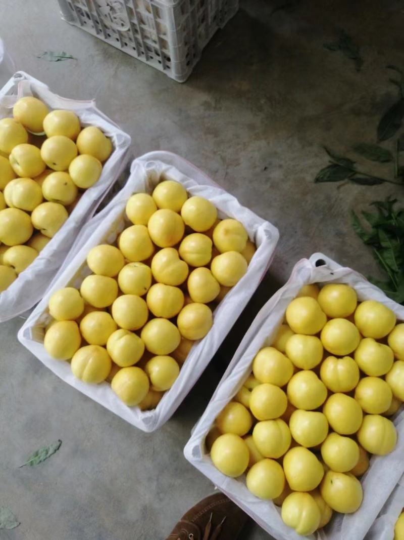 黄金油桃大量上市了，南方的优选品种！。。。
