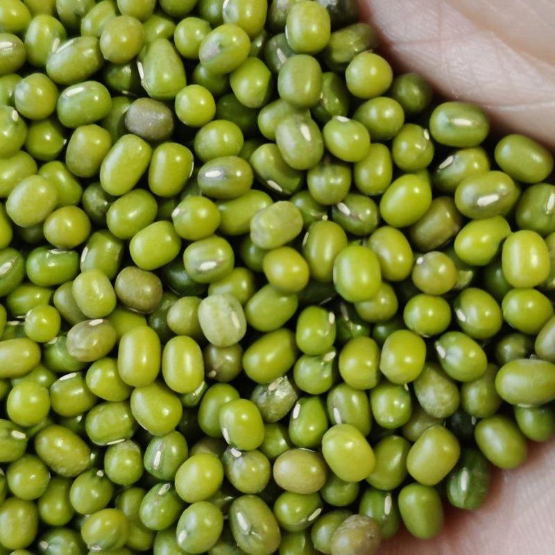 乌兹进口芽绿豆，新粮，3.0-3.5，3.6-4.0