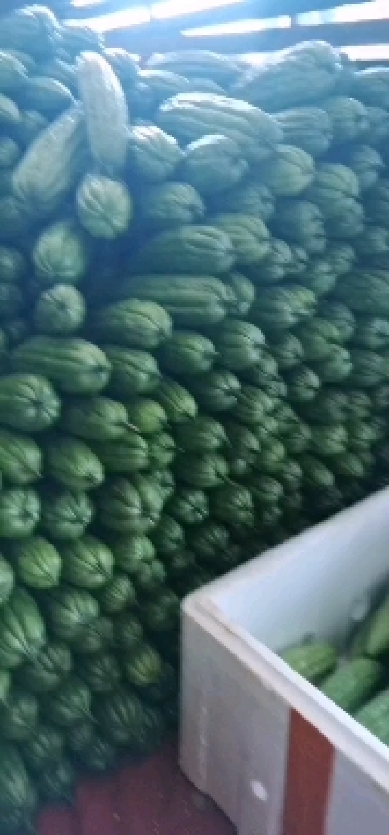 苦瓜（徐闻县特产好看又好吃）