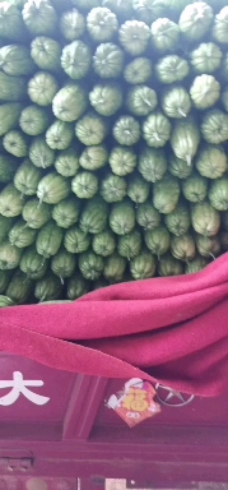 苦瓜（徐闻县特产好看又好吃）