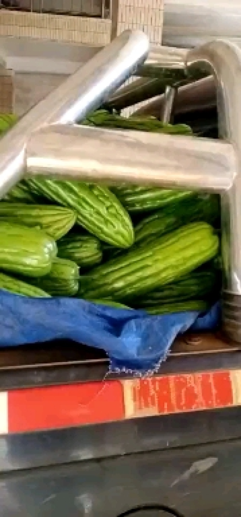 苦瓜（徐闻县特产好看又好吃）