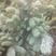 美国科罗拉蓝杉、长白山自己家苗圃培育、籽播苗
