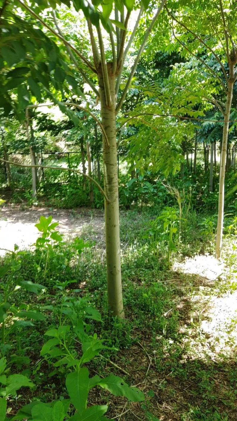 绿化树，南黄栾树，杆植树型好，树皮细嫩，光滑。适应小区绿