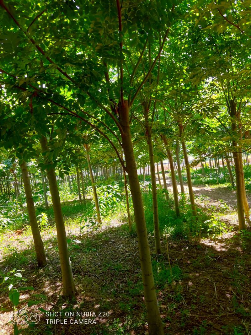 绿化树，南黄栾树，杆植树型好，树皮细嫩，光滑。适应小区绿