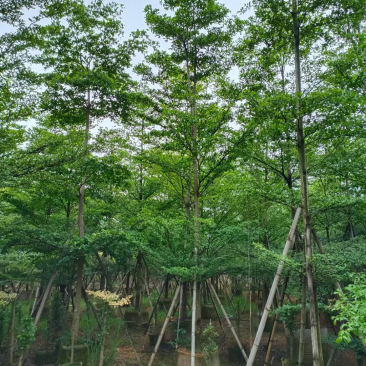 5到20小叶榄仁
