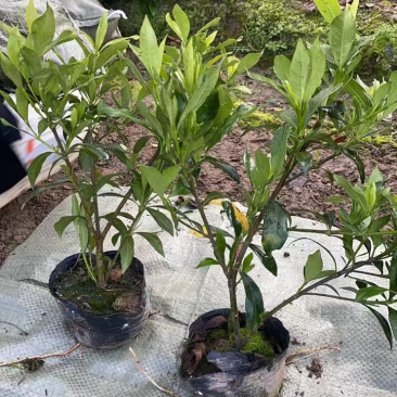 栀子花大中小叶大量有货质量保证欢迎选购