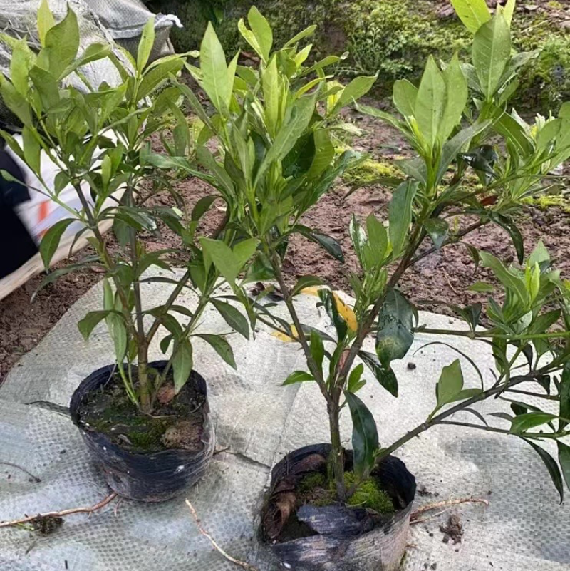 栀子花大中小叶大量有货质量保证欢迎选购