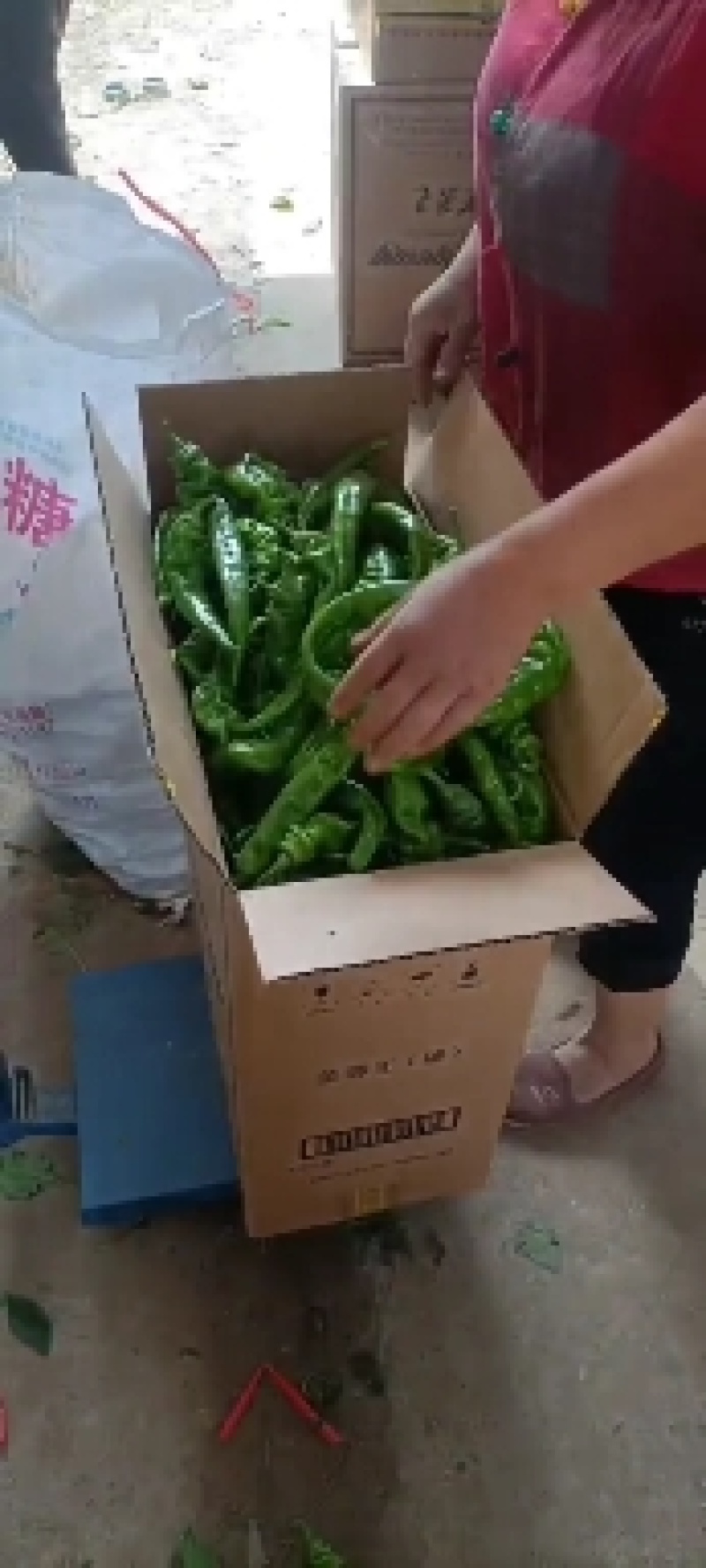 螺丝椒