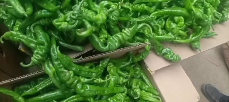 螺丝椒