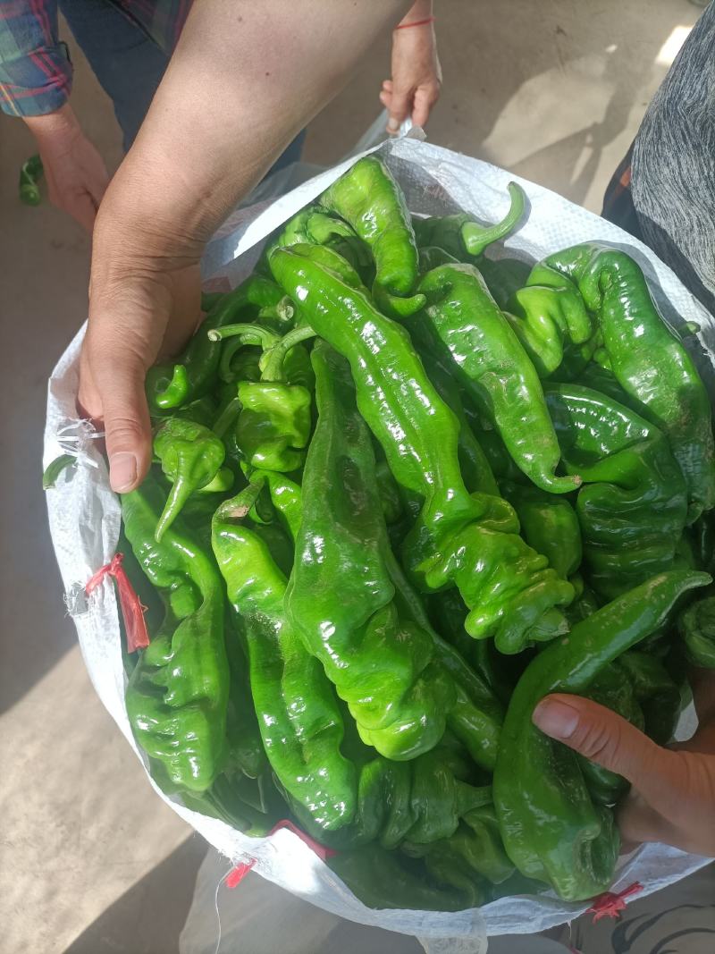 螺丝椒