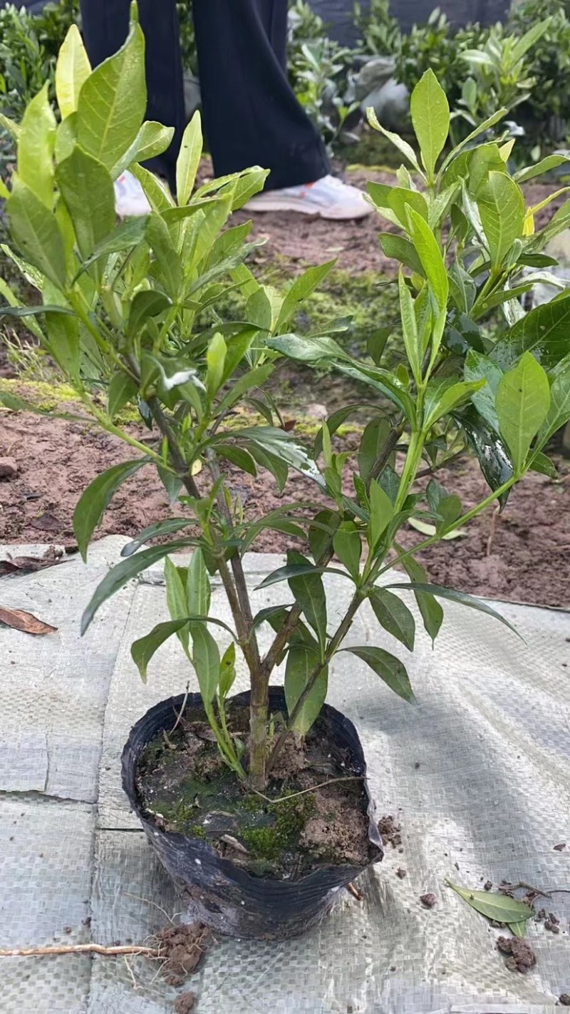栀子花大中小叶大量有货质量保证欢迎选购