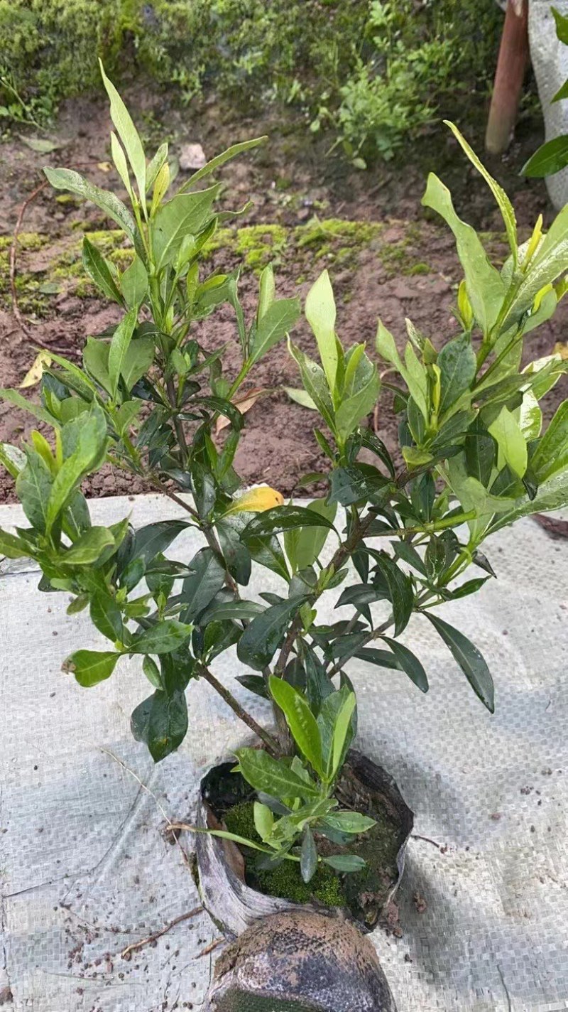 栀子花大中小叶大量有货质量保证欢迎选购