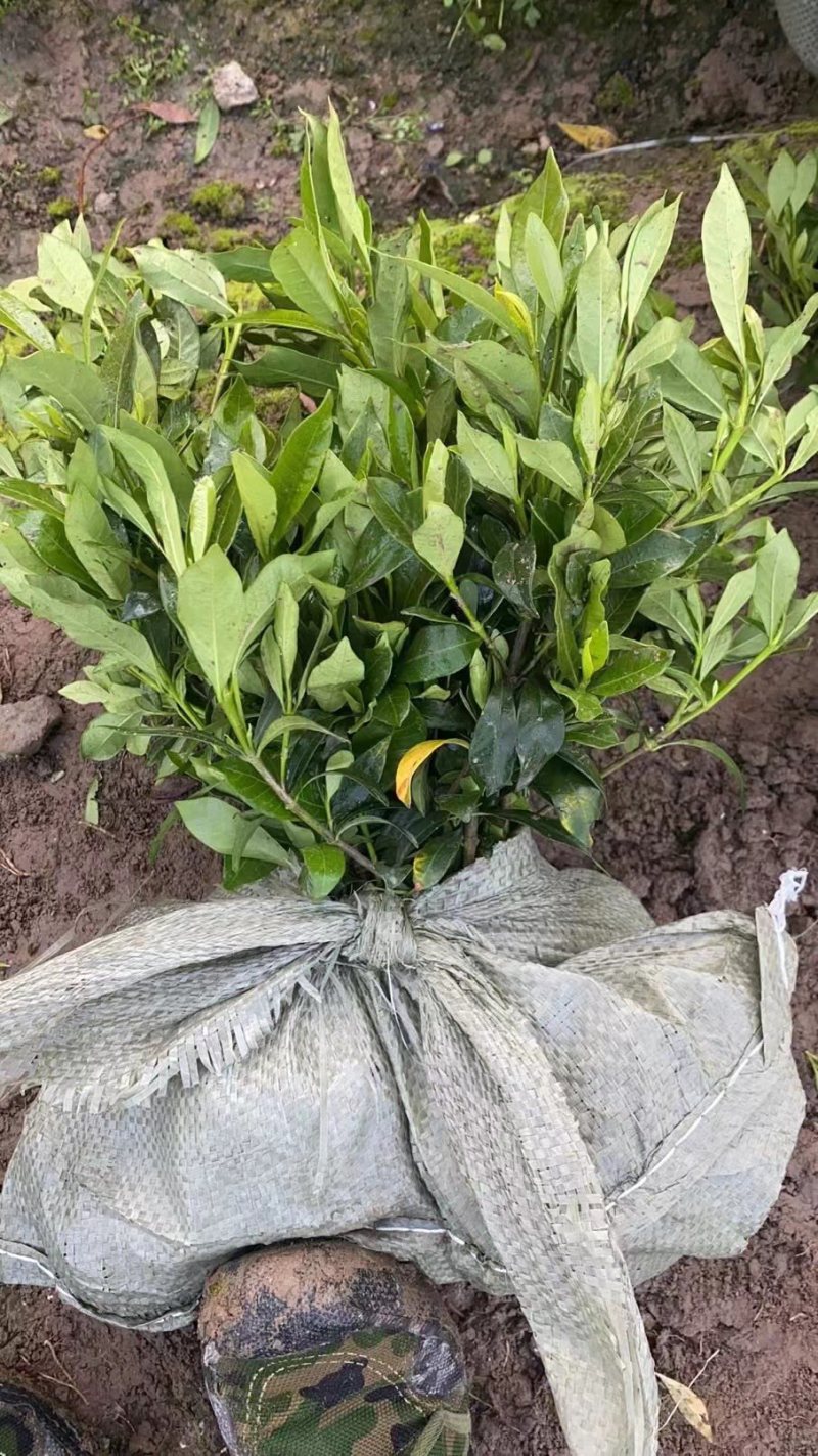 栀子花大中小叶大量有货质量保证欢迎选购