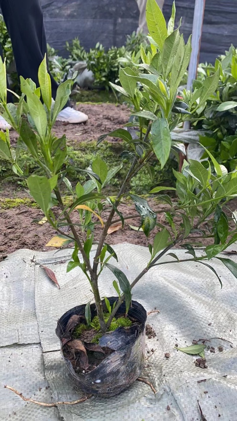 栀子花大中小叶大量有货质量保证欢迎选购