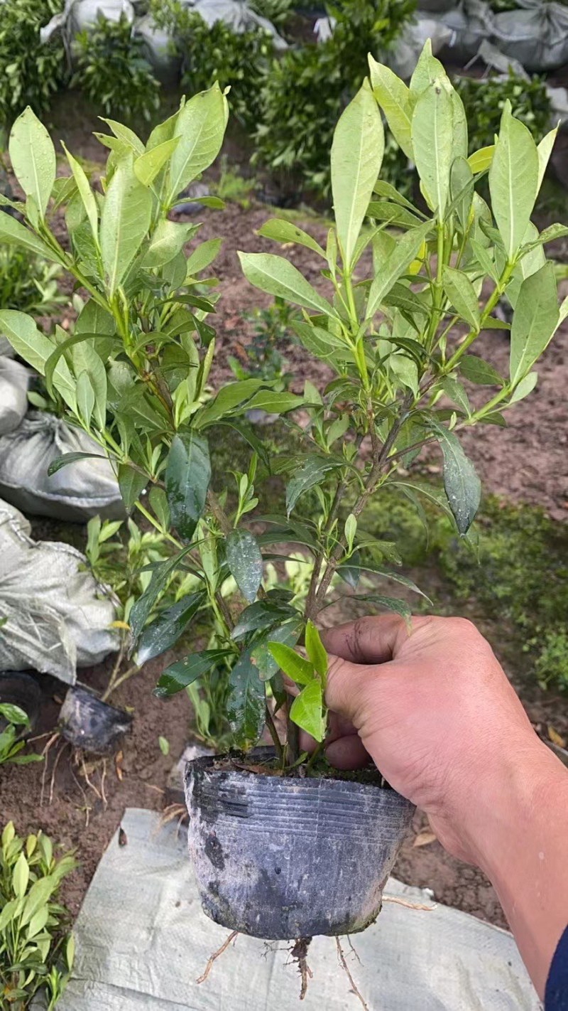 栀子花大中小叶大量有货质量保证欢迎选购