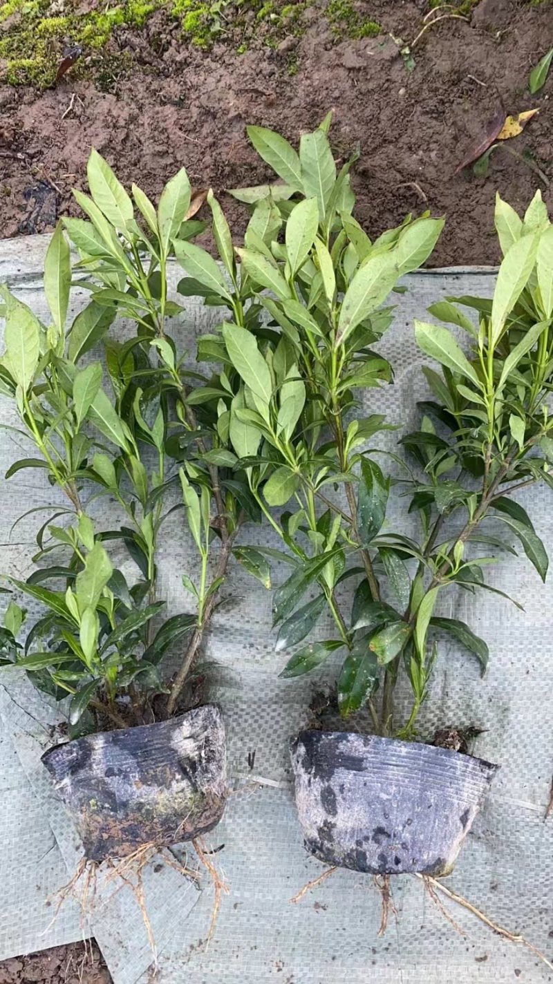 栀子花大中小叶大量有货质量保证欢迎选购