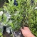 栀子花大中小叶大量有货质量保证欢迎选购