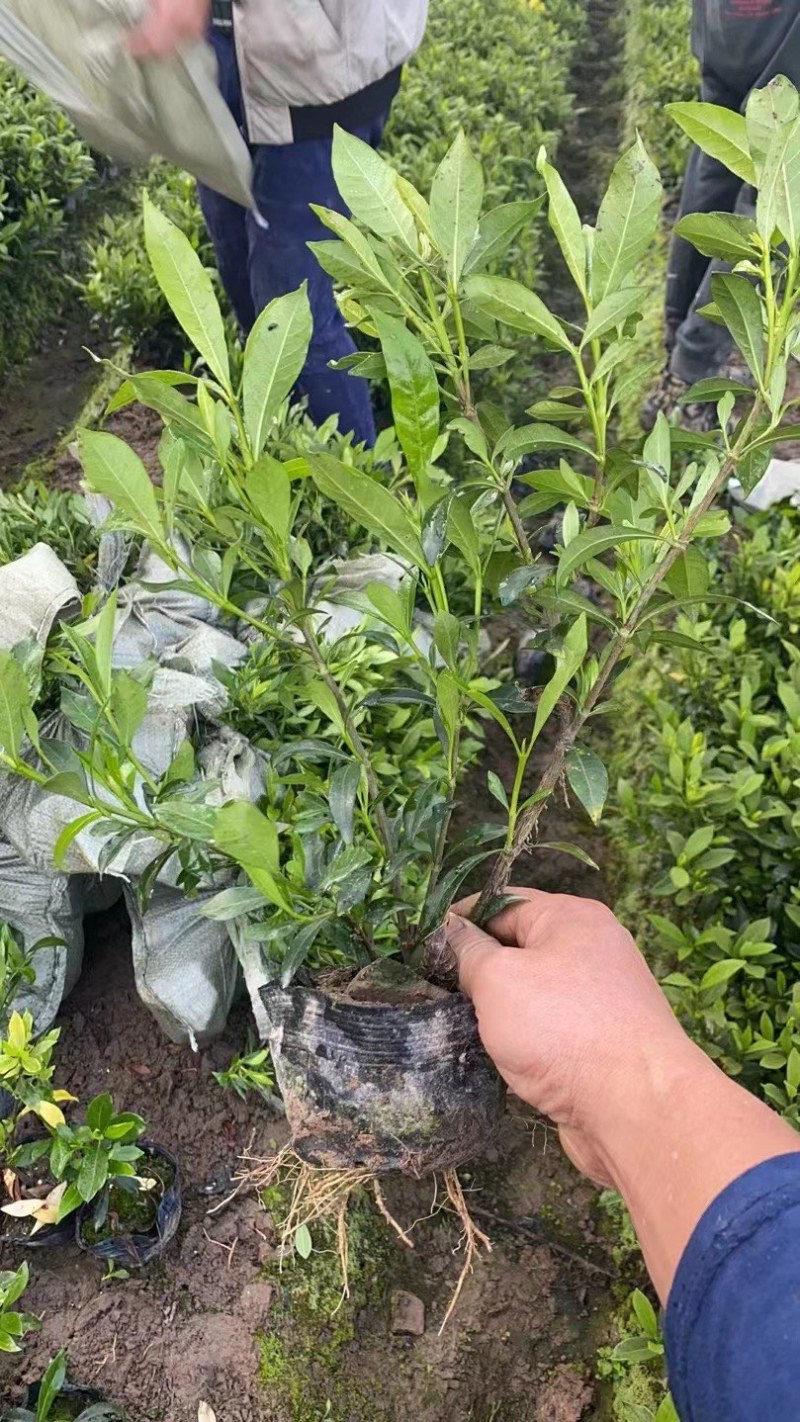 栀子花大中小叶大量有货质量保证欢迎选购