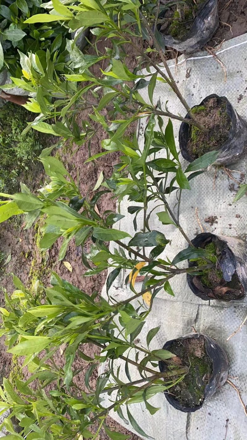 栀子花大中小叶大量有货质量保证欢迎选购