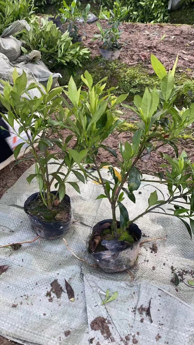 栀子花大中小叶大量有货质量保证欢迎选购
