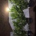 栀子花大中小叶大量有货质量保证欢迎选购