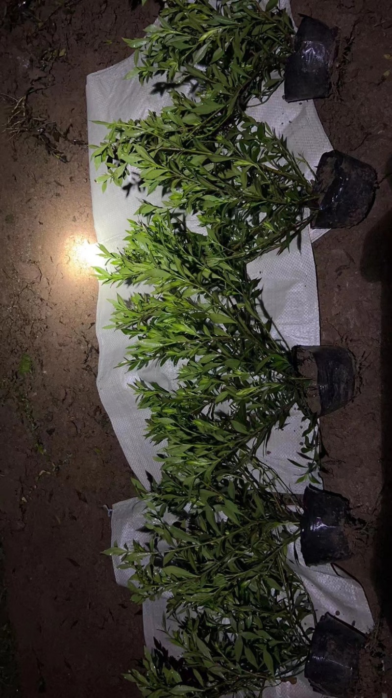 栀子花大中小叶大量有货质量保证欢迎选购