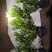 栀子花大中小叶大量有货质量保证欢迎选购