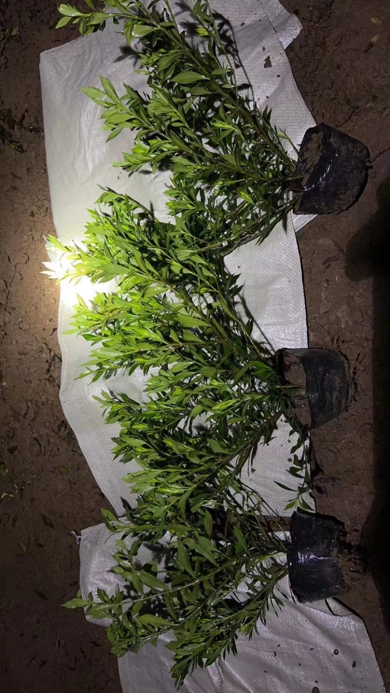 栀子花大中小叶大量有货质量保证欢迎选购
