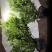 栀子花大中小叶大量有货质量保证欢迎选购