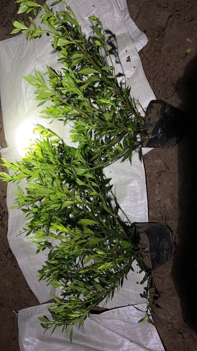 栀子花大中小叶大量有货质量保证欢迎选购