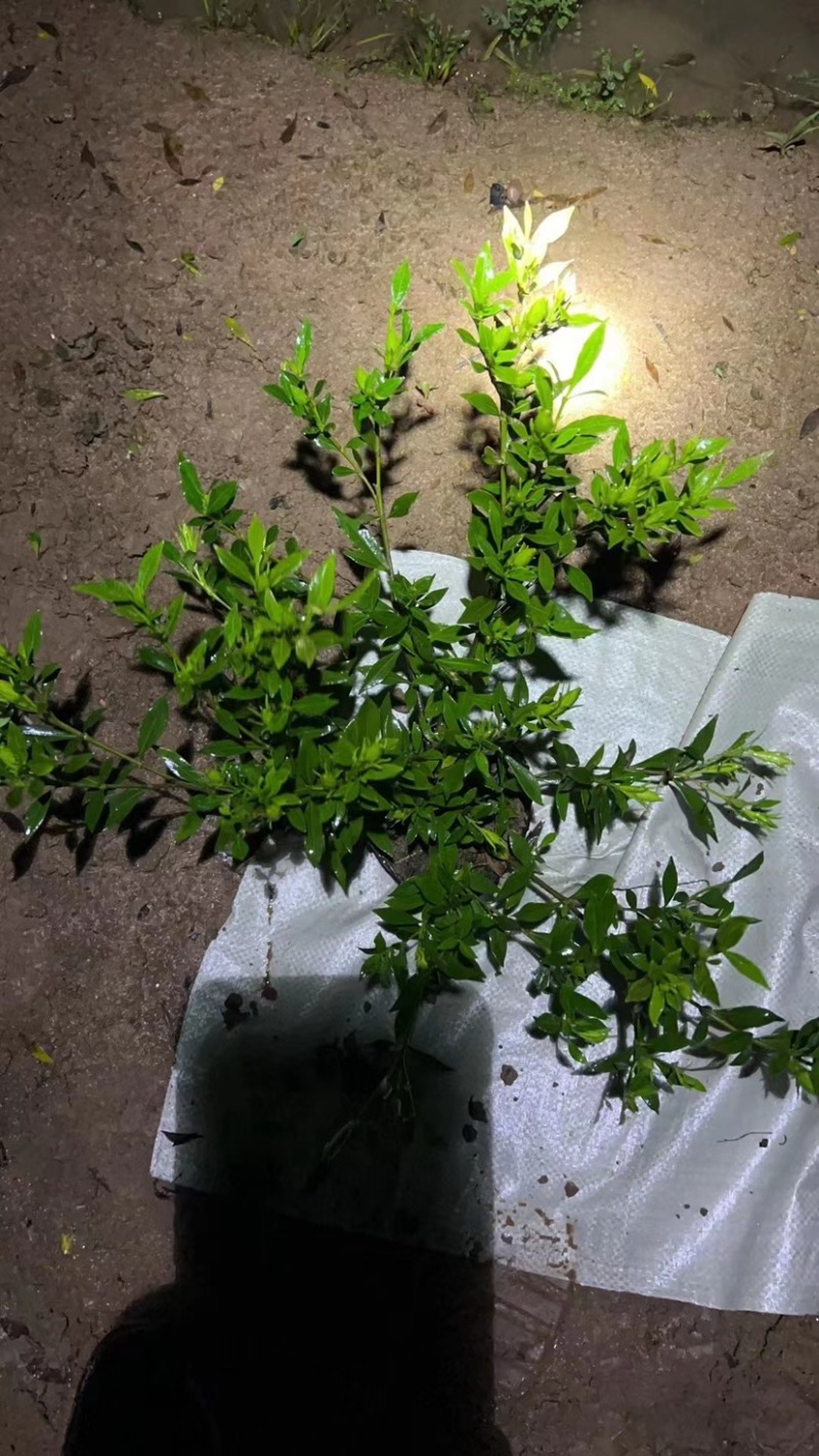 栀子花大中小叶大量有货质量保证欢迎选购