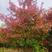 正宗娜塔栎种子新采娜塔栎种子彩叶树风景树橡树种子