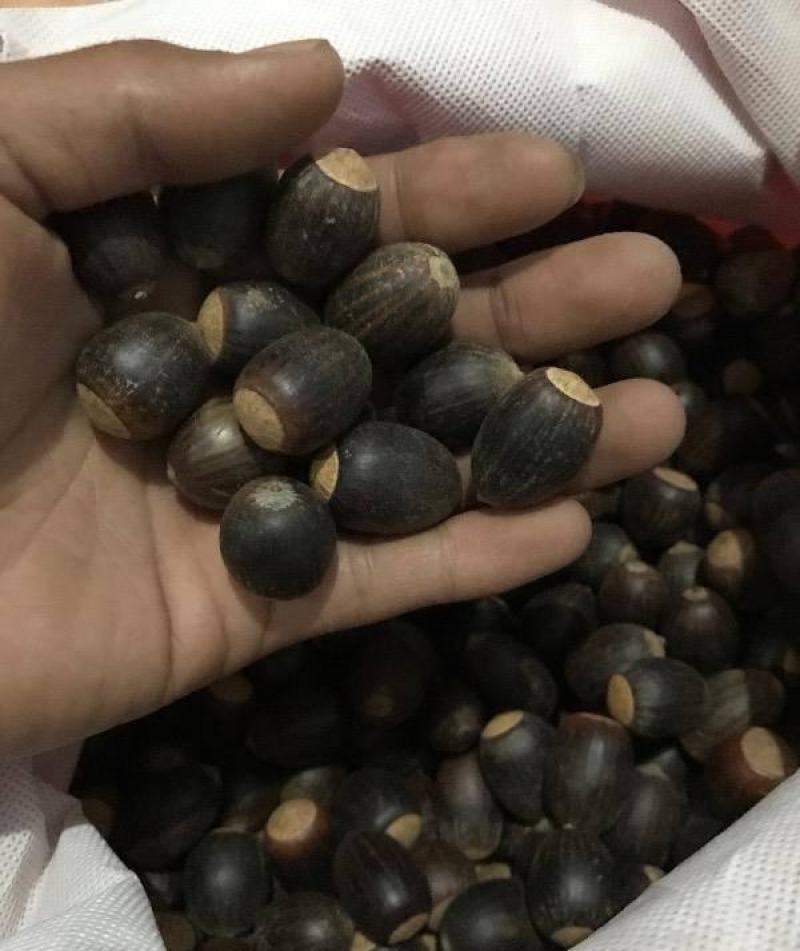 正宗娜塔栎种子新采娜塔栎种子彩叶树风景树橡树种子