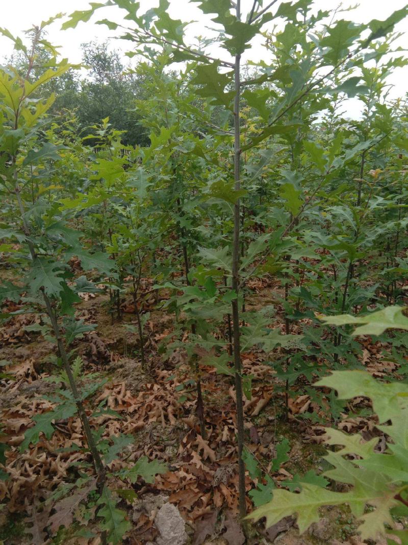 正宗娜塔栎种子新采娜塔栎种子彩叶树风景树橡树种子